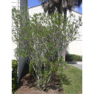 Nerium oleander L. 