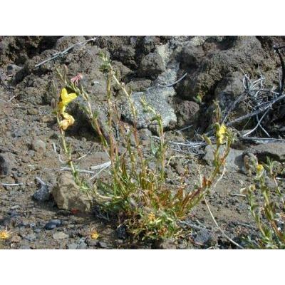 Oenothera stricta Ledeb. ex Link subsp. stricta 