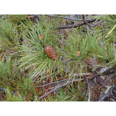 Pinus pinaster Aiton 