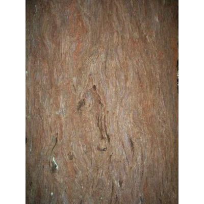 Sequoia sempervirens (D. Don) Endl. 
