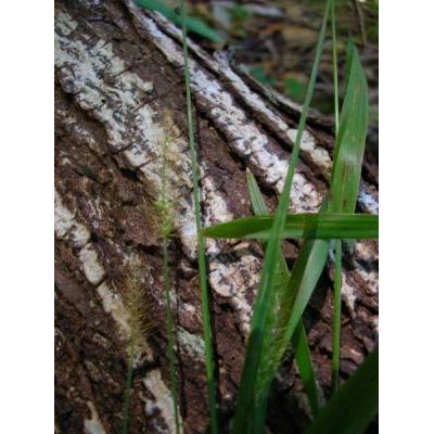 Setaria parviflora (Poir.) Kerguélen 