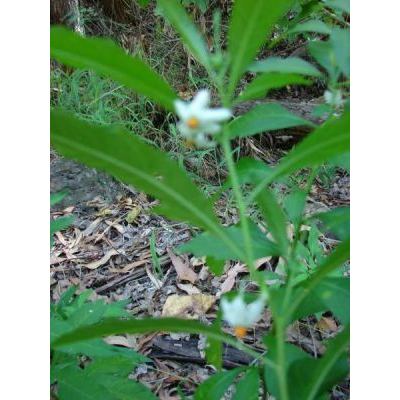 Solanum pseudocapsicum L. 