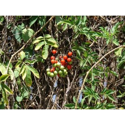 Solanum seaforthianum Andrews 