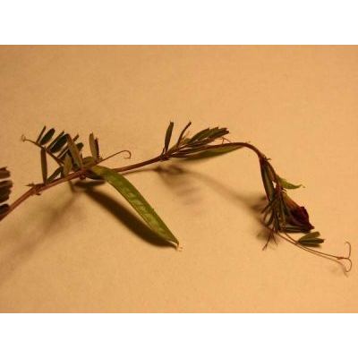 Vicia angustifolia L. 