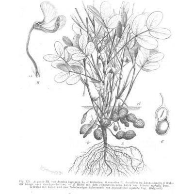 Arachis hypogaea L. 
