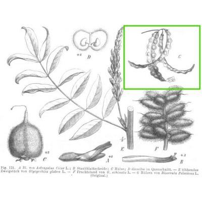 Astragalus pelecinus (L.) Barneby subsp. pelecinus 