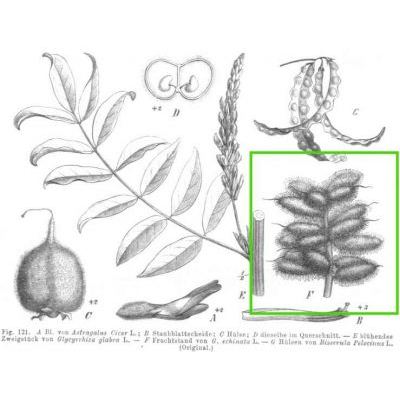Glycyrrhiza echinata L. 