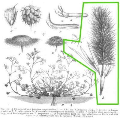 Trifolium angustifolium L. 