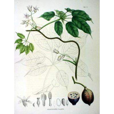 Stauntonia hexaphylla Decne. 