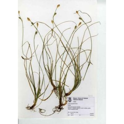 Carex michelii Host 