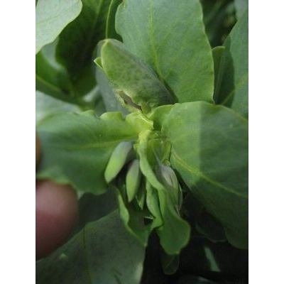 Cerinthe minor subsp. auriculata (Ten.) Domac 