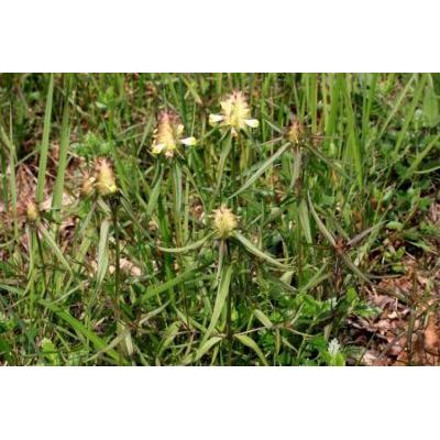 Melampyrum cristatum L. subsp. cristatum 