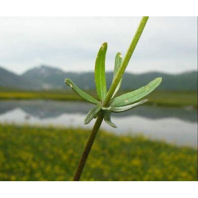 Ranunculus auricomus L. 