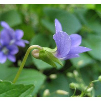 Viola cucullata Aiton 