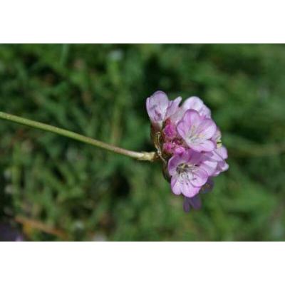 Armeria sardoa subsp. genargentea Arrigoni 