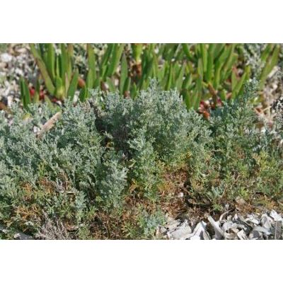 Artemisia caerulescens subsp. densiflora (Viv.) Kerguélen & Lambinon 