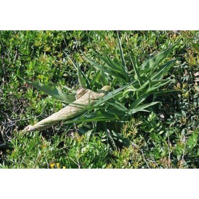 Helicodiceros muscivorus (L. f.) Engl. 