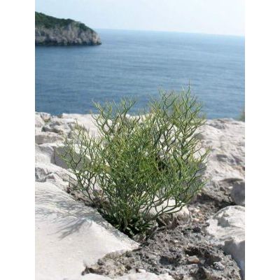 Limonium cumanum (Ten.) Kuntze 
