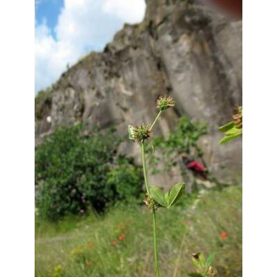 Trifolium glomeratum L. 
