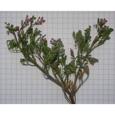 Fumaria officinalis subsp. wirtgenii (W. D. J. Koch) Arcang. 