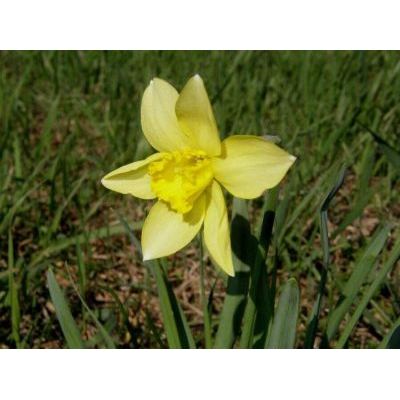 Narcissus x incomparabilis Mill. 