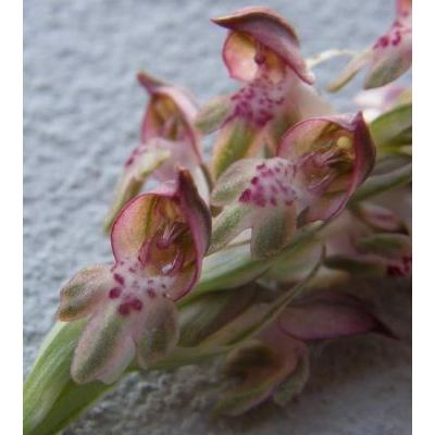 Orchis coriophora L. 
