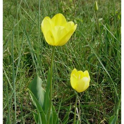 Tulipa gesneriana L. 