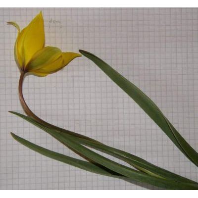 Tulipa sylvestris L. 