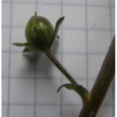 Verbascum phoeniceum L. 