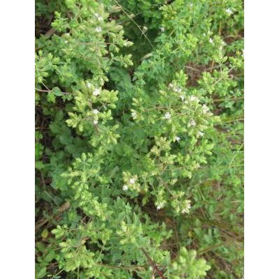 Origanum vulgare subsp. viridulum (Martrin-Donos) Nyman 