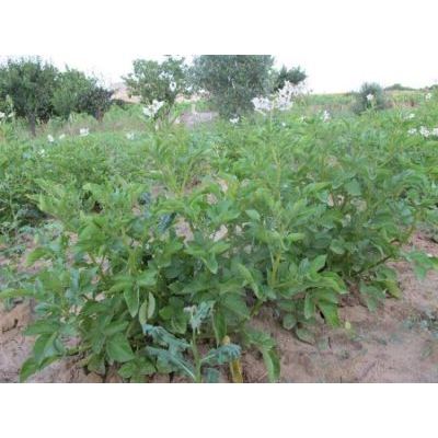 Solanum tuberosum L. 