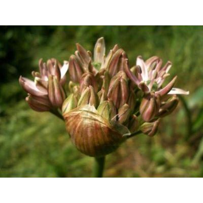 Allium nigrum L. 