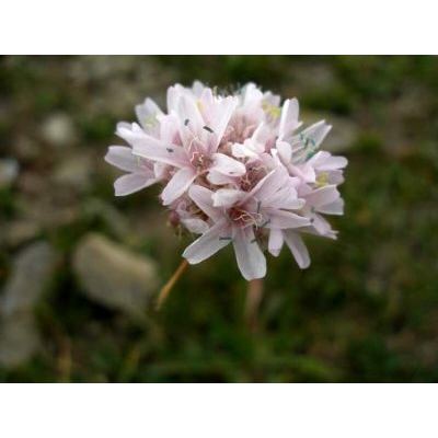 Armeria arenaria (Pers.) Schult. subsp. marginata (Levier) Arrigoni 