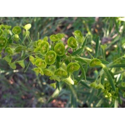 Euphorbia esula L. 