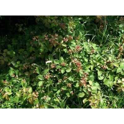 Rubus hirtus Waldst. & Kit. group 