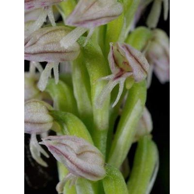 Neotinea maculata (Desf.) Stearn 