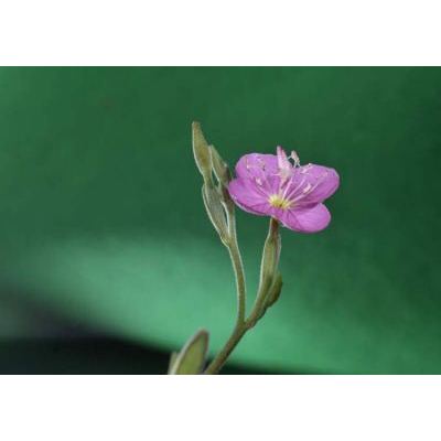 Oenothera rosea L'Hér. 