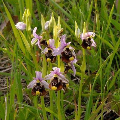 Ophrys holosericea (Burm. f.) Greuter 