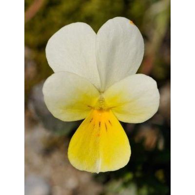 Viola tricolor L. 
