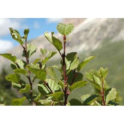 Alnus alnobetula (Ehrh.) K.Koch subsp. alnobetula 