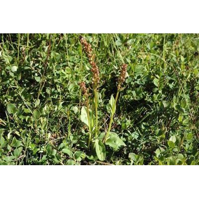 Dactylorhiza viridis (L.) R. M. Bateman, Pridgeon & M. W. Chase 