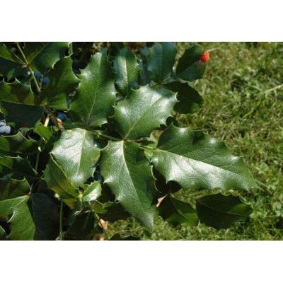 Mahonia aquifolium (Pursh) Nutt. 