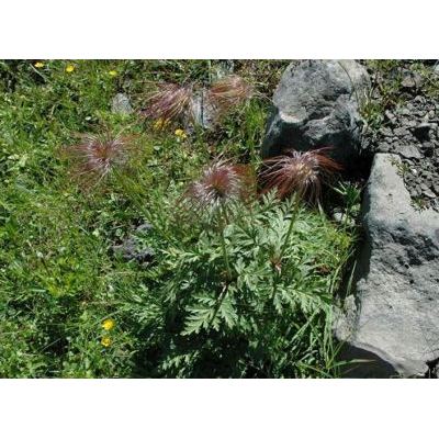 Pulsatilla alpina (L.) Delarbre subsp. austriaca Aichele & Schwegler 