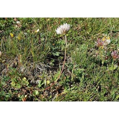 Trifolium pratense L. subsp. nivale (Sieber) Asch. & gr. 