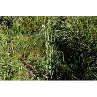 Fourraea alpina (L.) Greuter & Burdet 