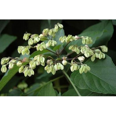 Clerodendrum trichotomum Thunb. 