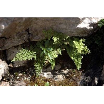 Cystopteris fragilis subsp. alpina (Lam.) Hartm. 