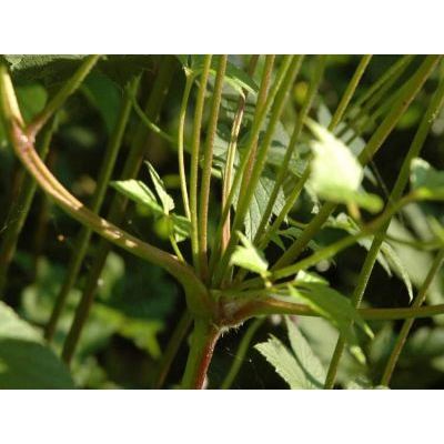 Eriocapitella japonica (Thunb.) Nakai 