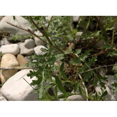 Erucastrum nasturtiifolium (Poir.) O. E. Schulz subsp. nasturtiifolium 