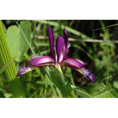 Iris graminea L. 
